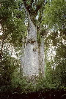 Kauri: Kauri Tree (Te Matua Ngahere)