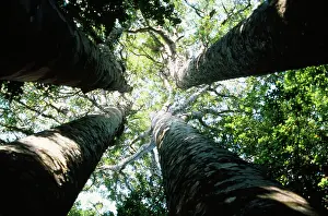 Kauri: Kauri Trees