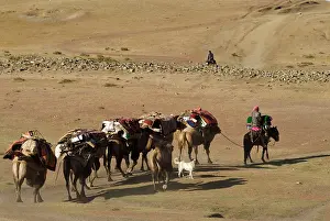 Brian Mcdairmant: Kazakh herders Camel train traveling to winter pasture