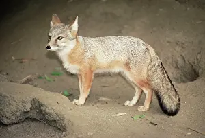 Kazakhstan: Kazakhstan Corsac Fox
