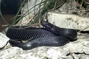 Reptilian: Kaznakov's Viper
