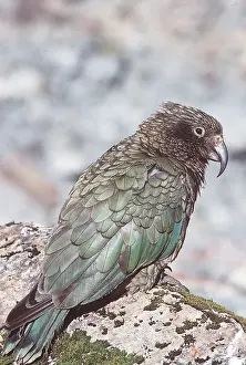 Keas: KEA
