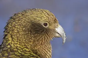Adolescent: Kea Alpine Parrot ( nestor notabilis )