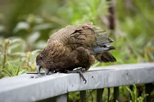 Remnant: Kea - attempting to drink from a remnant of water