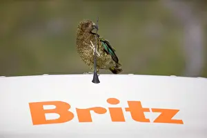 Gnawing: Kea - cheeky adult gnawing at antenna of a car
