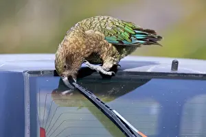 Gnawing: Kea - cheeky adult gnawing on the swiper of a car