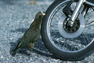 Motorbike: KEA - damaging motorbike tyre