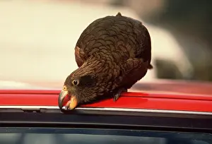 Biting: KEA - damaging rubber on car