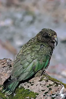 Nestor: Kea - Endangered species