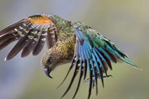 Kea - in flight about to land on the ground showing