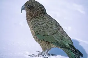 Strigopidae: Kea