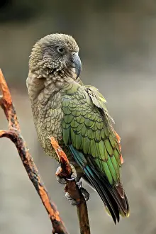 Nestor: Kea (Nestor notabilis), Kea, adult, on watch, captive