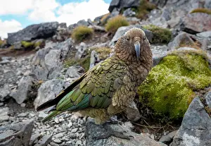 Southland: Kea (Nestor notabilis), Kea sitting on rock, Kepler