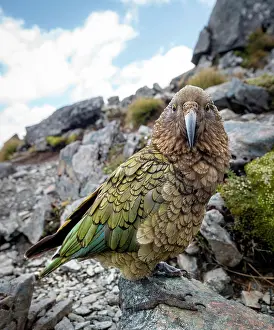 Southland: Kea (Nestor notabilis), Kea sitting on rock, Kepler
