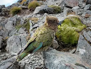 Southland: Kea (Nestor notabilis), Kea sitting on rock, Kepler