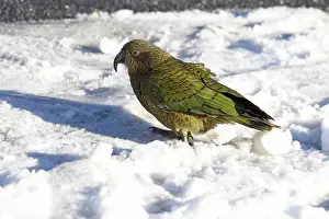 Adolescent: Kea, New Zealand Alpine Parrot (Nestor notabilis)
