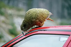 Nibbling: KEA - nibbling rubber on car