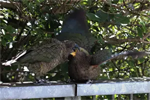 Nestor: Kea - At the Otira Gorge lookout - South Island