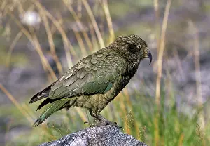 Nestor: Kea Parrot
