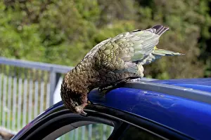 Naughty: Kea - tearing at rubber piping on vehicle
