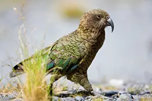 Nestor: Kea - walking on rocky terrain looking curiously around