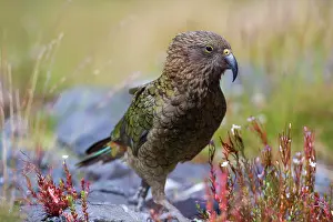 Nestor: Kea - walking on rocky terrain looking curiously around