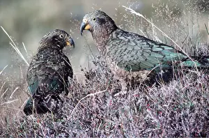 Talking: KEA - x two