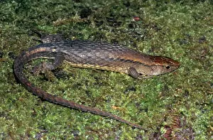 Keel: Keel-bellied Shade Lizard