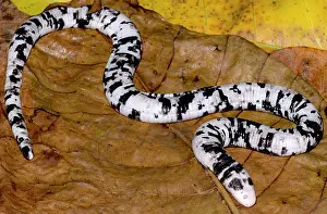 Amazonian: The Keel-bellied Shade Lizard (Alopoglossus atriventris)