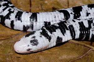 Amazonian: The Keel-bellied Shade Lizard (Alopoglossus atriventris)