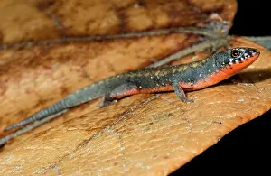 Parietalis: The Keel-bellied Shade Lizard (Alopoglossus atriventris)