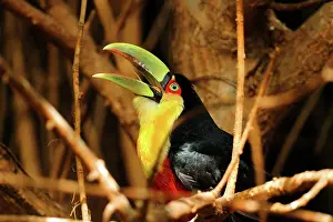 Sulfur: Keel-billed / Sulfur-breasted / Rainbow-billed Toucan