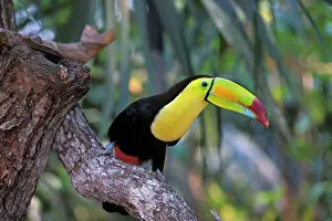 Sulfuratus: Keel-billed / Sulphur-Breasted Toucan