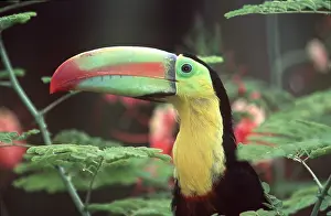 Sulphur: Keel-Billed / Sulphur-Breasted TOUCAN