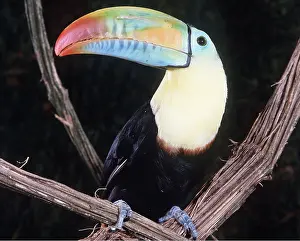 Sulphur: Keel-Billed / Sulphur-Breasted TOUCAN
