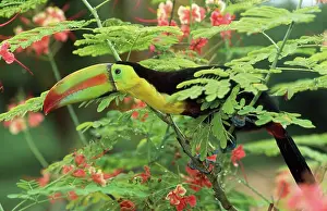 Sulfuratus: Keel-Billed / Sulphur-Breasted TOUCAN - on branch