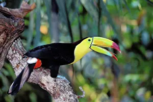 Sulfuratus: Keel-Billed / Sulphur-Breasted TOUCAN - calling
