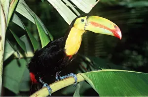 Sulphur: Keel-Billed / Sulphur-Breasted TOUCAN - perched on branch