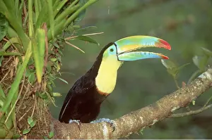 Breasted: Keel-Billed / Sulphur-Breasted TOUCAN - perched on branch