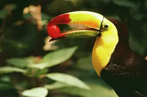 Sulfuratus: Keel-Billed / Sulphur-Breasted TOUCAN - side profile