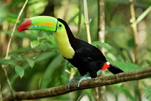Sulfuratus: Keel-billed Toucan