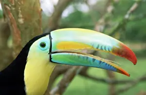 Sulfuratus: Keel-billed Toucan