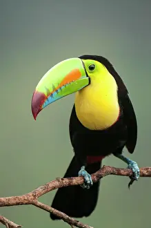 Prior: Keel-billed Toucan