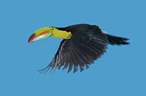 Sulfur: Keel-billed Toucan