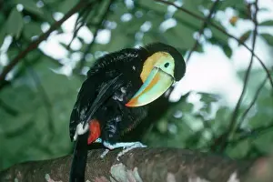 Sulfuratus: Keel-billed Toucan