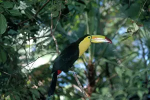 Sulfuratus: Keel-billed Toucan