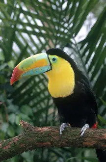 Fancy: Keel-billed Toucan