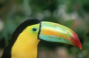 Fancy: Keel-billed Toucan