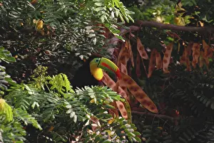 Differential: Keel-billed Toucan