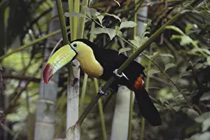 Guatemala: Keel-billed Toucan